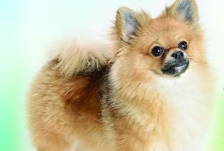 Are Pomchis Easy To Train?