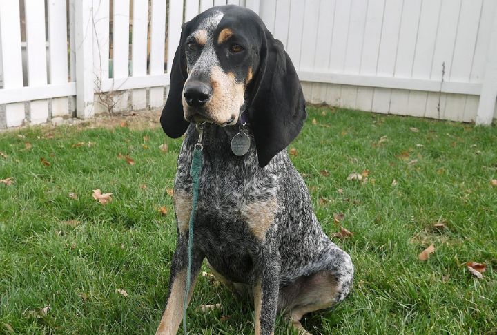 Bluetick Coonhound