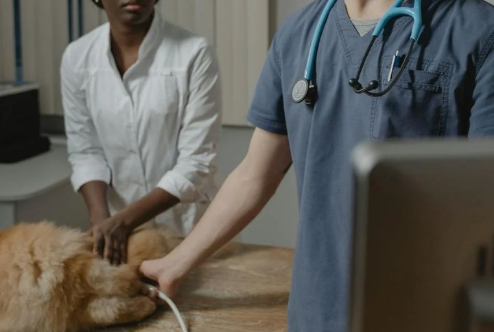 Veterinary Checkups