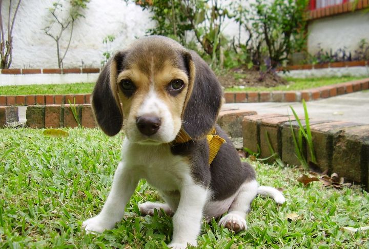 Beagle