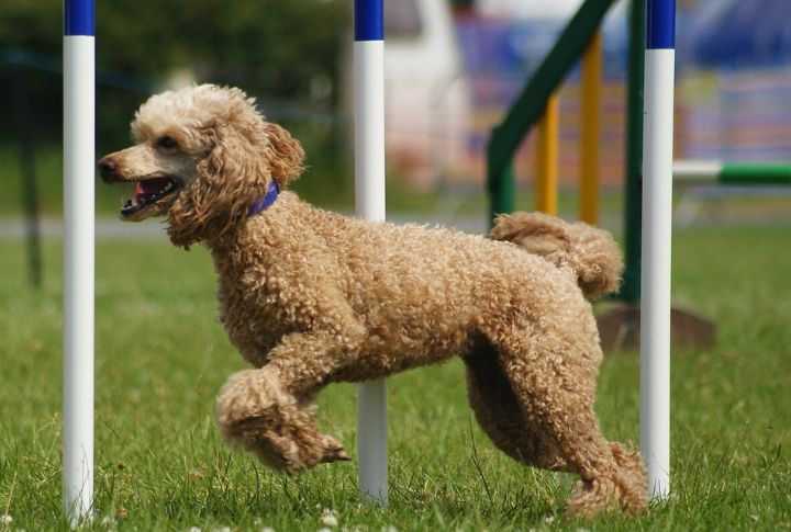 Poodles