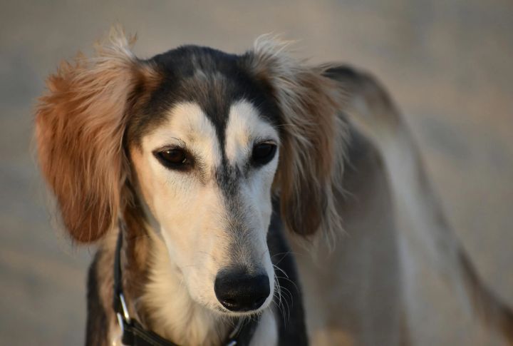 Breeding The Adapted Saluki For Homes