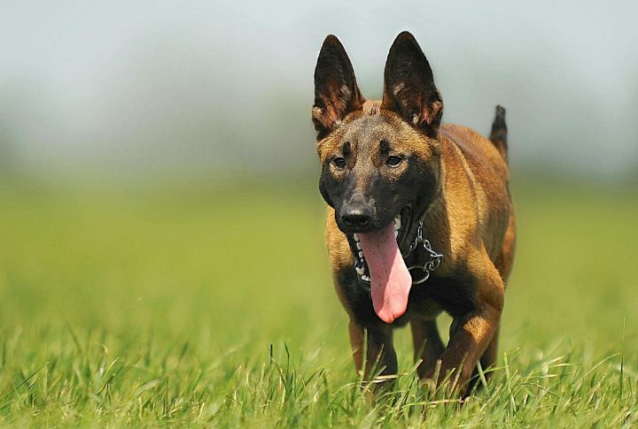Belgian Malinois