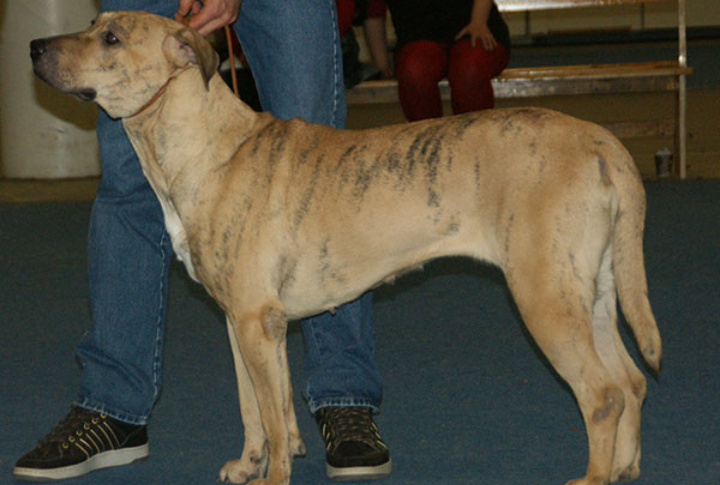Cimarron Uruguayo