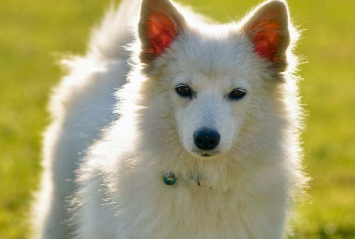 A Starter Dog For The Next Generation