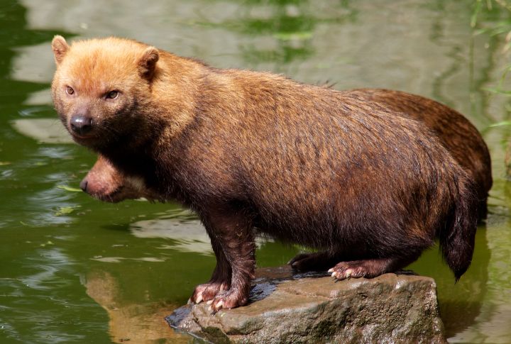 Bush Dog