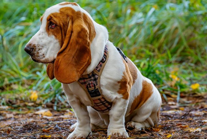 Basset Hound