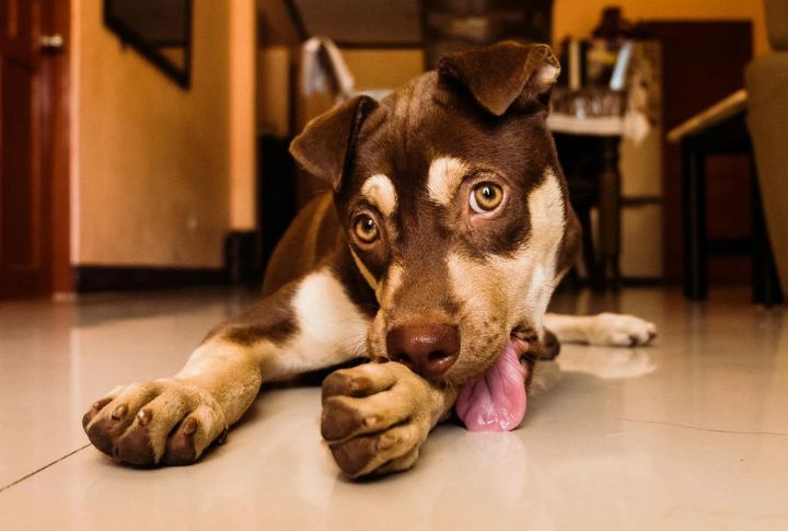 Constant Licking Or Chewing