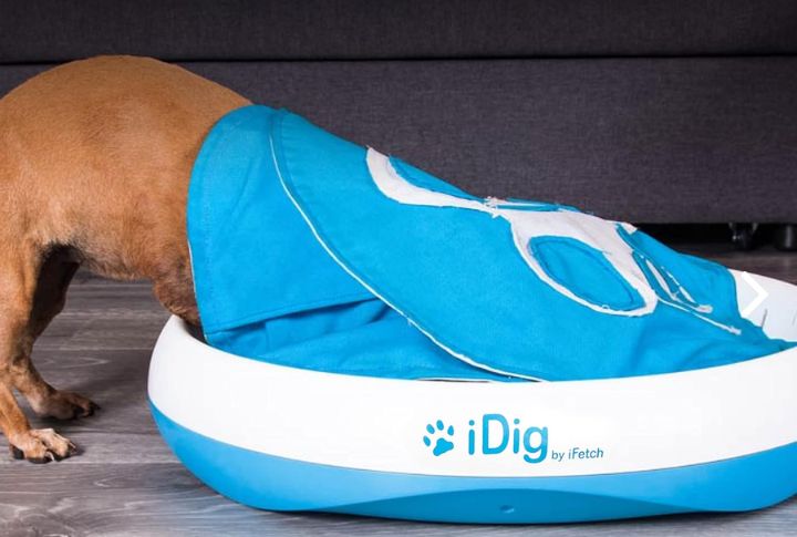 Offer A Safe Indoor Dig Spot