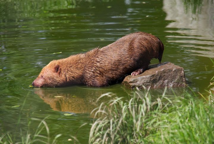 Webbed Feet And Water Skills Set Them Apart