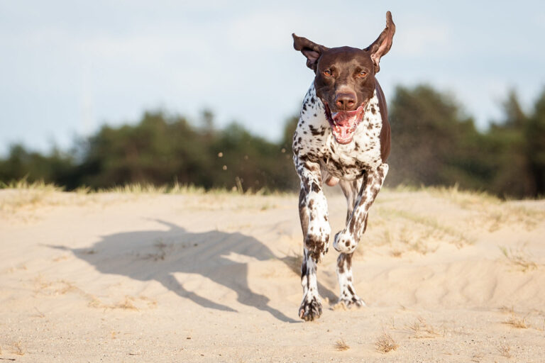 30 Best Dog Breeds for Active Families
