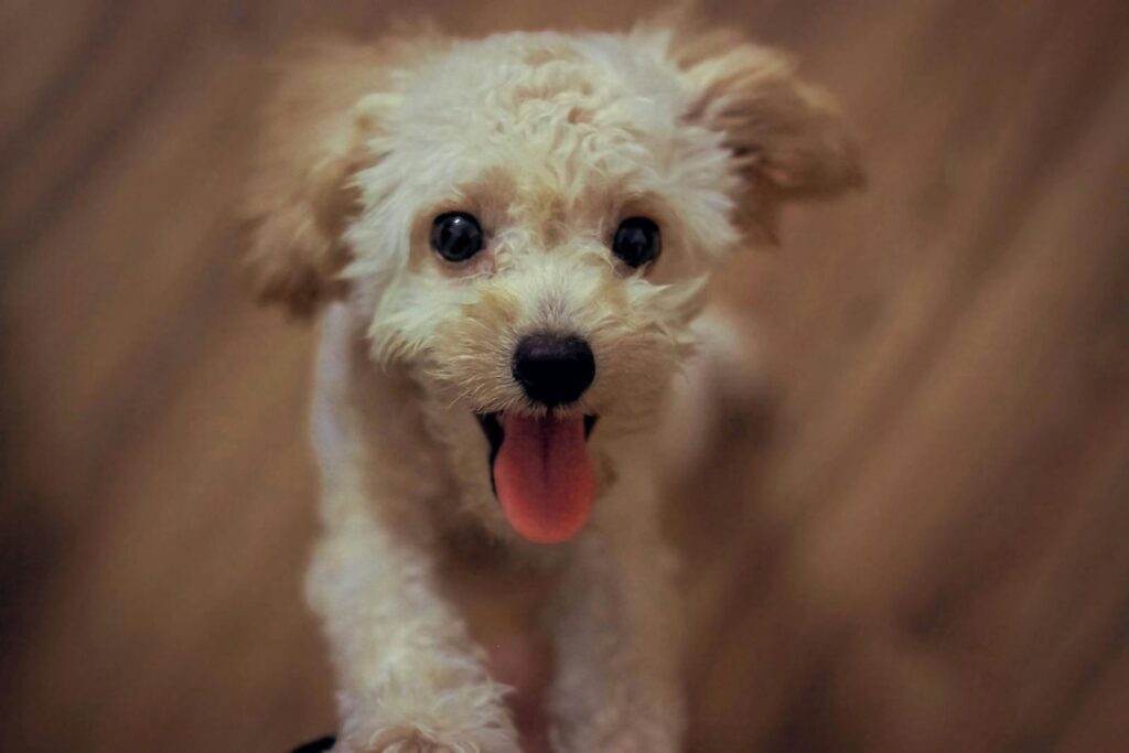 Cute fluffy puppy with tongue out, perfect for pet lovers seeking joyful imagery.
