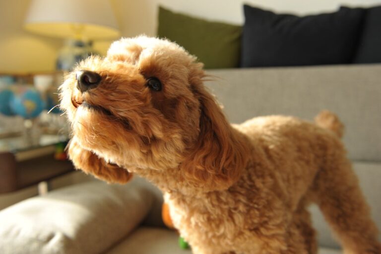 30 Small Dog Breeds That Stay Adorably Puppy-Sized Forever - Dog Breed Pro