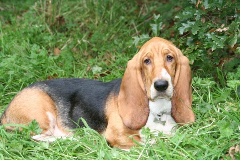 15 Fun Facts About Basset Hounds