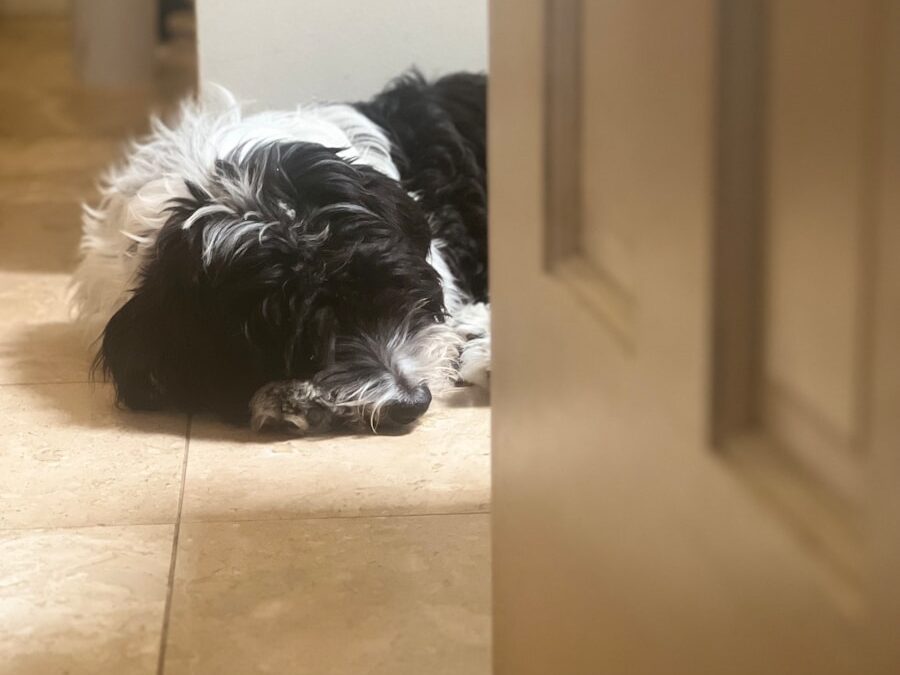 a black and white dog laying on the floor