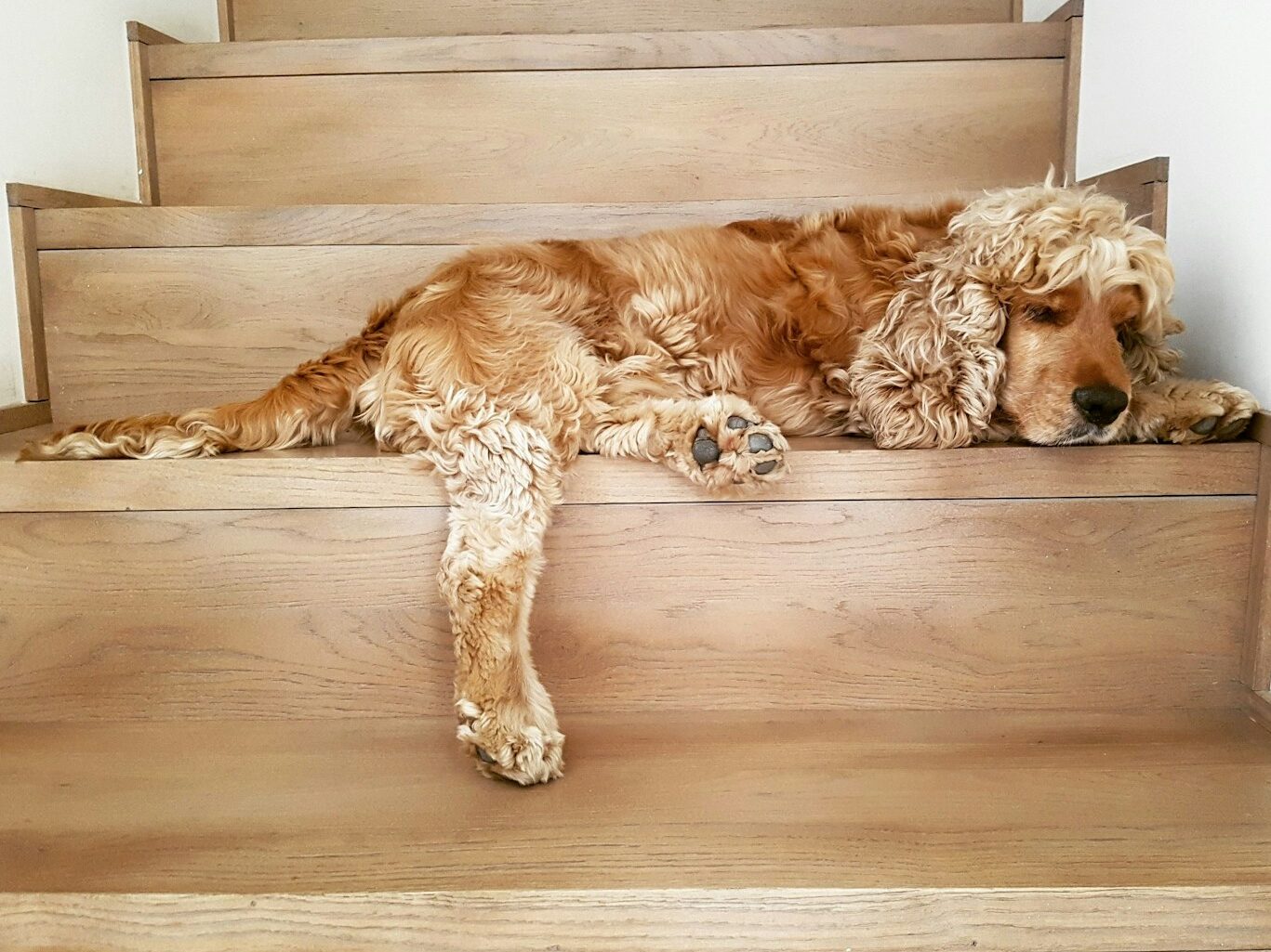 long-coated brown dog lying on brown wooden stairs