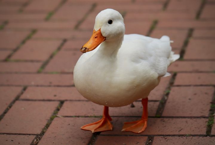 Ducks