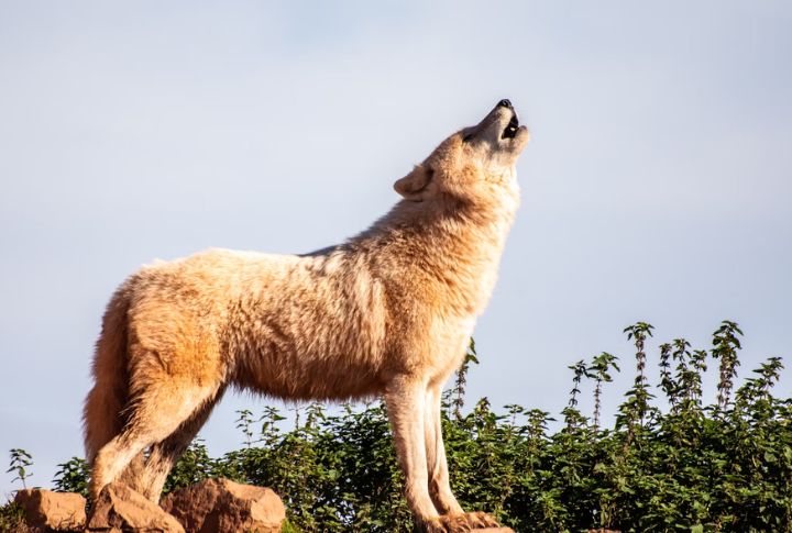 Wolves Use Howls To Locate And Gather The Pack