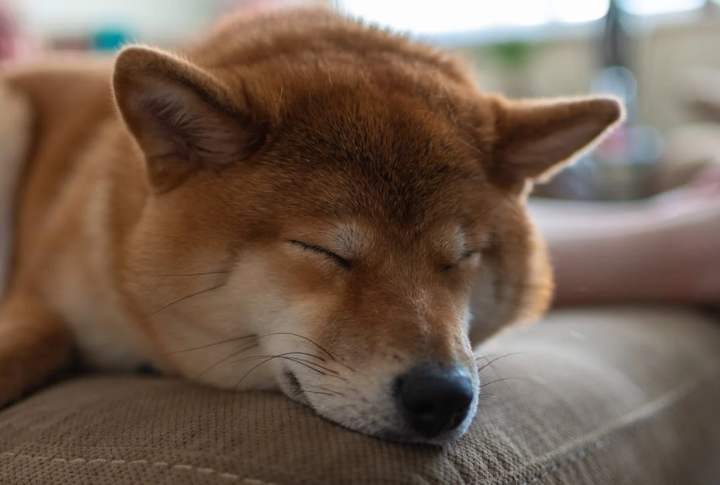 Let Them Nap In Style