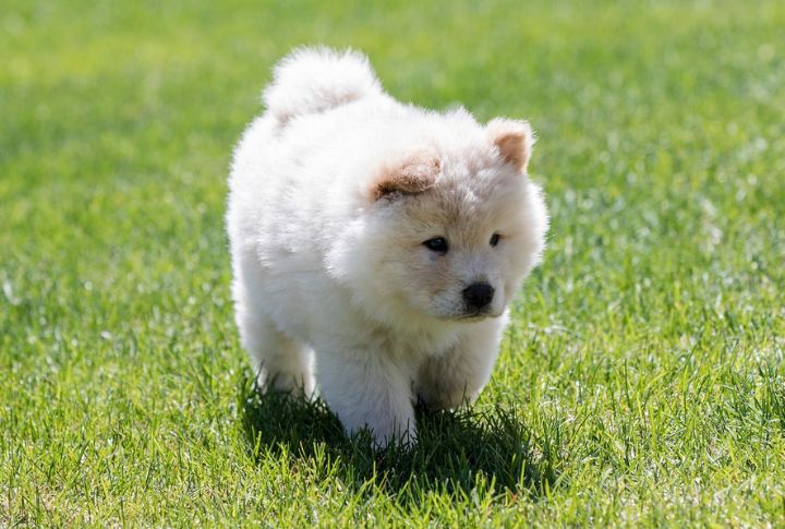 Chow Chow