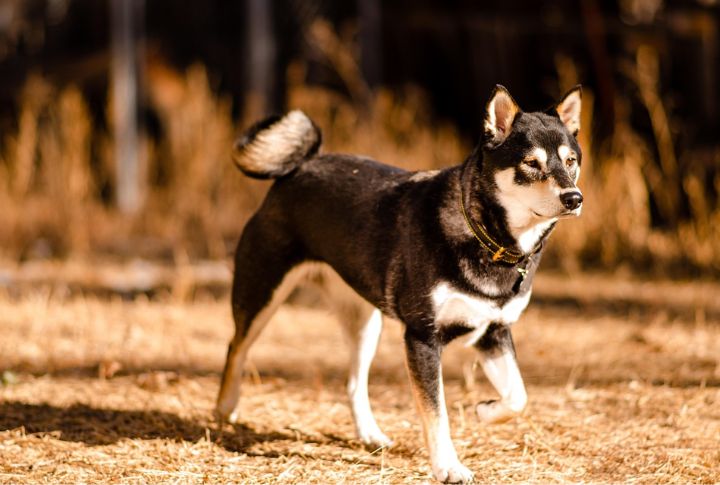 Shiba Inu