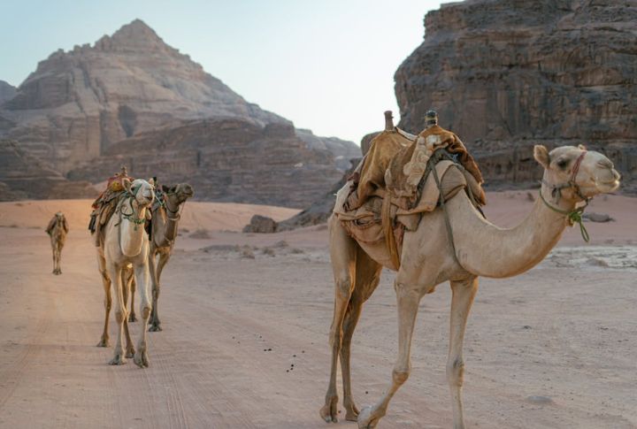 Camels: Desert Patrol Pros