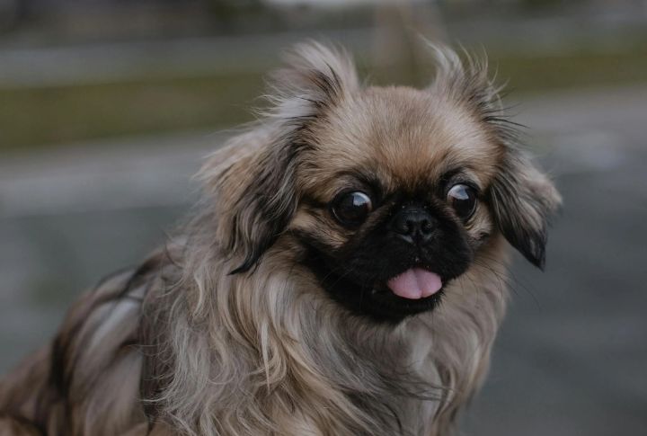 Pekingese