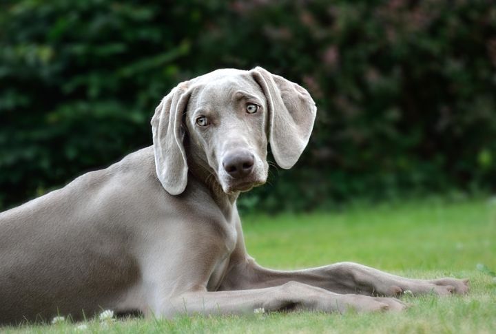 Regular Grooming Is Still Needed