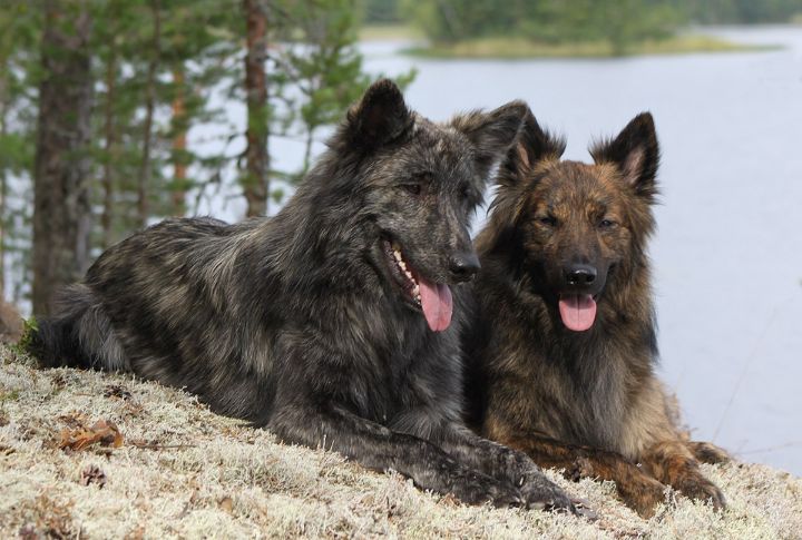Three Distinct Coat Types