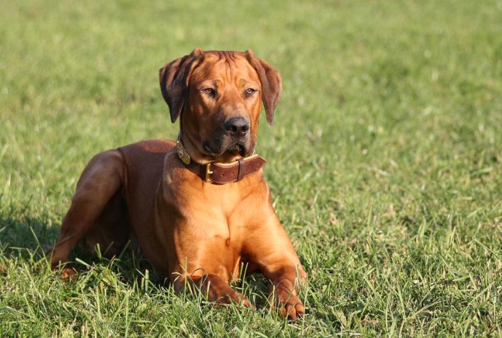 Rhodesian Ridgebacks