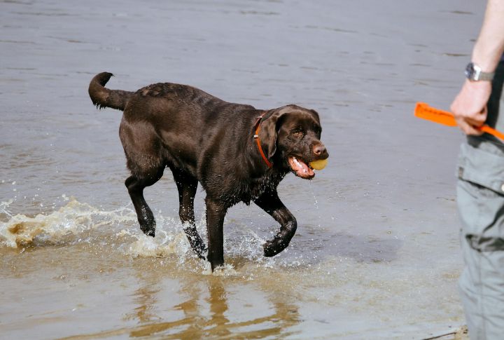 Fetch (Better Alternative: Bring)