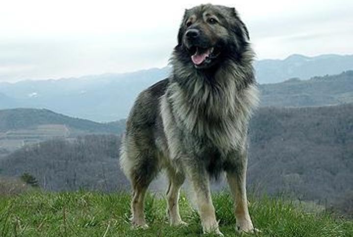 Rare Outside Slovenia