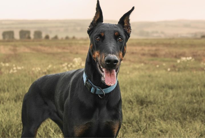 Capricorn: Doberman