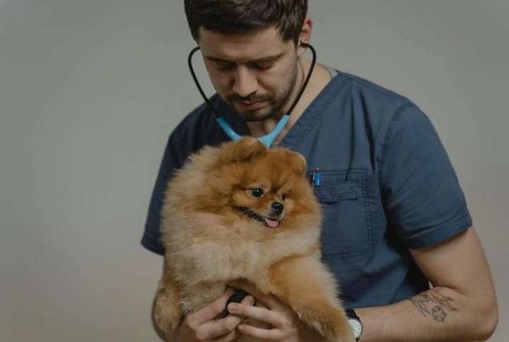 Visit The Vet For Health Checkups