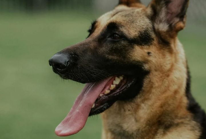 All Big Dogs Are Dangerous, Right?