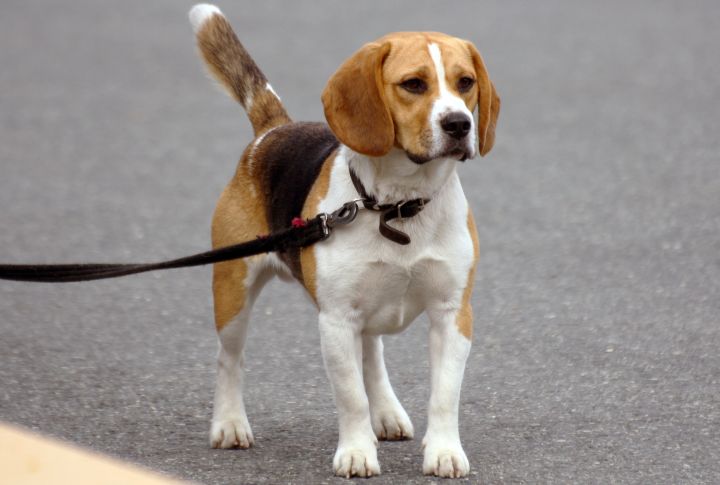 Beagle's Strong Nose Overrides Commands