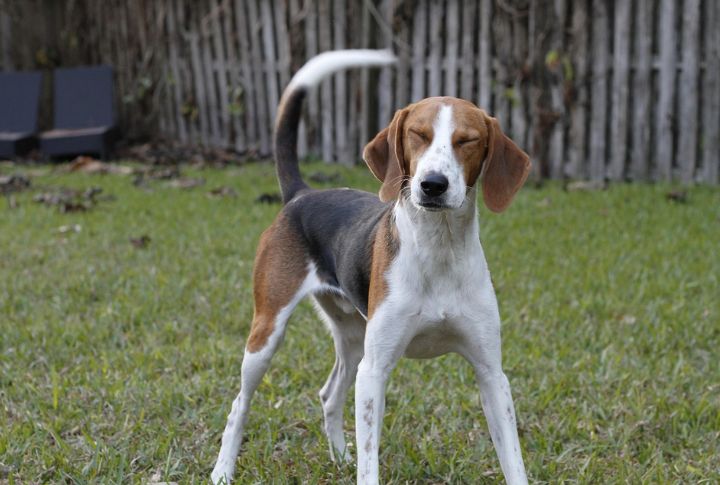 American Foxhound