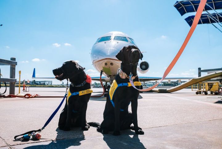 Flying With A Service Dog Requires Advance Planning