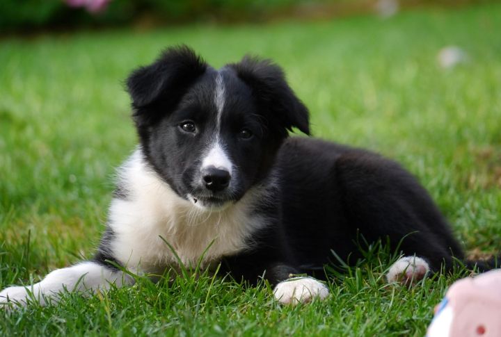 Border Collie