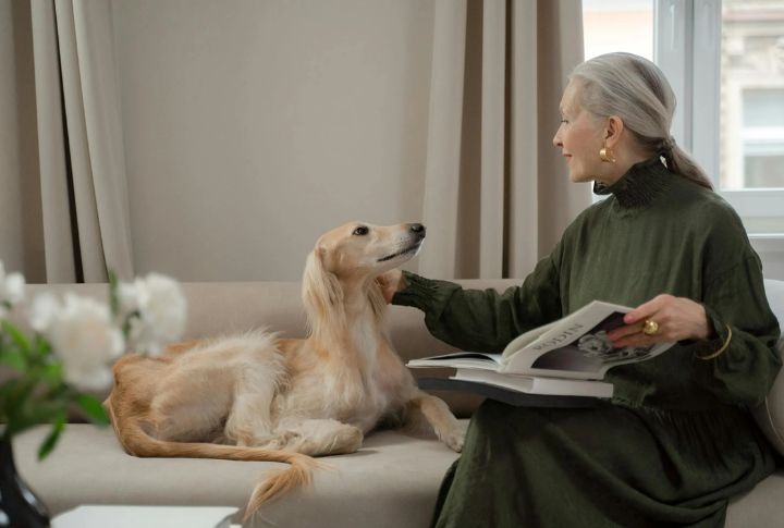 Families Found A Companion In Saluki