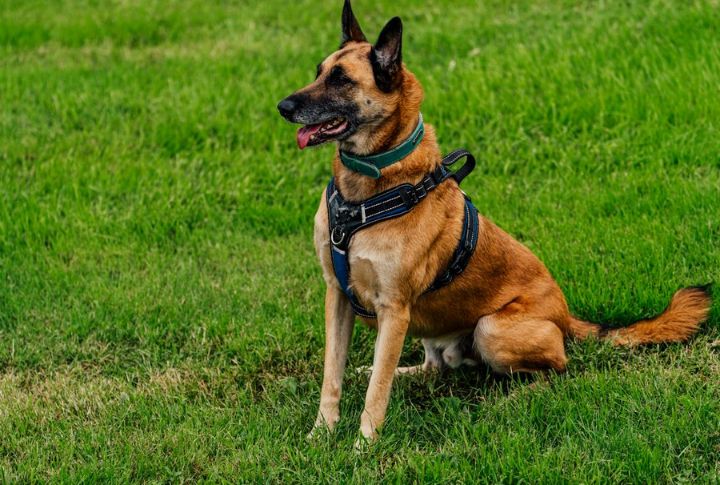 Belgian Malinois