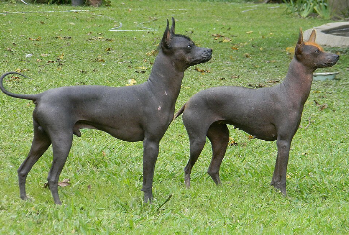 Argentine Pila Dog