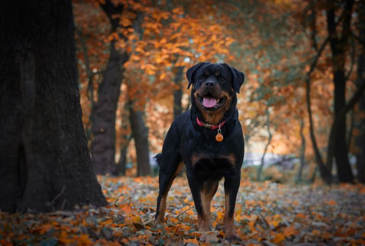 Rottweiler