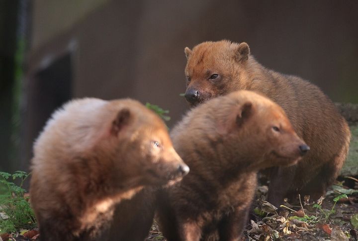 Their Range Is Wide, But Populations Are Isolated
