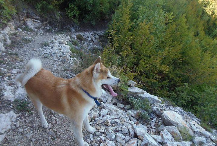 Akita