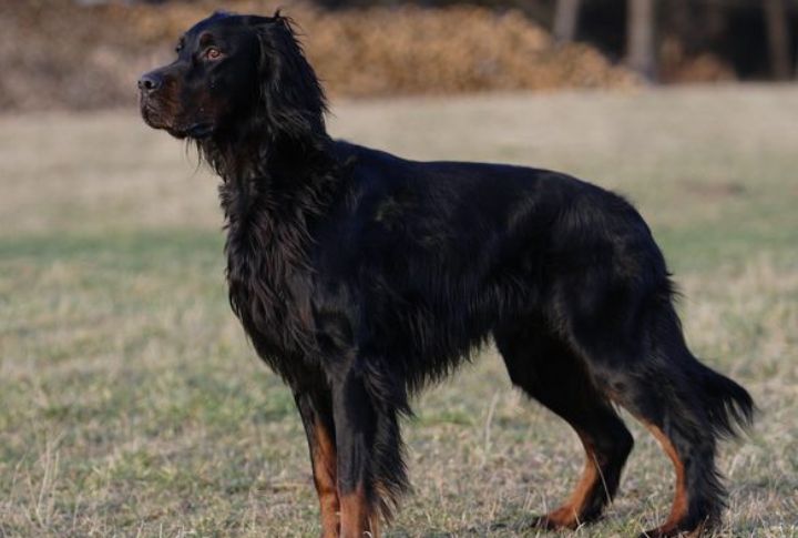 Gordon Setter