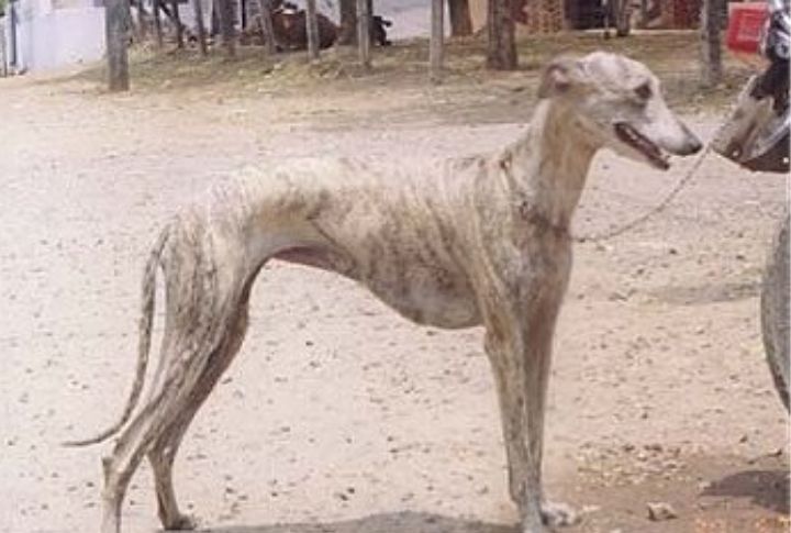 Rampur Greyhound