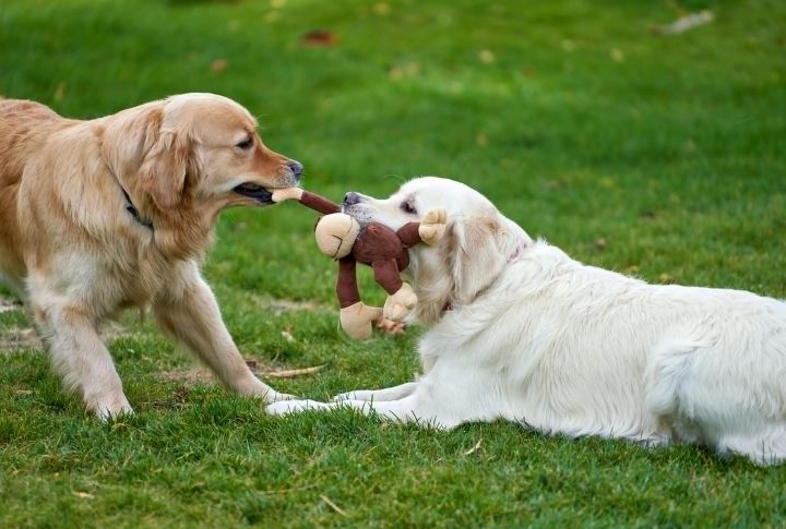 Introduce Enrichment Toys