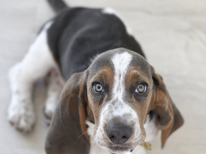 Charming beagle puppy with big eyes looking up, showcasing its adorable features.