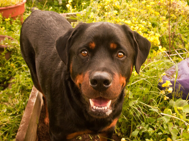 15 Warning Signs Your Dog Might Be Developing Aggression